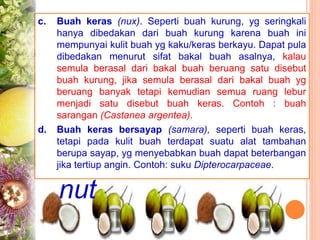 c. Buah keras (nux). Seperti buah kurung, yg seringkali
hanya dibedakan dari buah kurung karena buah ini
mempunyai kulit buah yg kaku/keras berkayu. Dapat pula
dibedakan menurut sifat bakal buah asalnya, kalau
semula berasal dari bakal buah beruang satu disebut
buah kurung, jika semula berasal dari bakal buah yg
beruang banyak tetapi kemudian semua ruang lebur
menjadi satu disebut buah keras. Contoh : buah
sarangan (Castanea argentea).
d. Buah keras bersayap (samara), seperti buah keras,
tetapi pada kulit buah terdapat suatu alat tambahan
berupa sayap, yg menyebabkan buah dapat beterbangan
jika tertiup angin. Contoh: suku Dipterocarpaceae.
nut
 