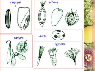 cypsella
samara
caryopsi
s
achene
utricle
 
