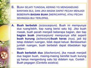 B. BUAH SEJATI TUNGGAL KERING YG MENGANDUNG
BANYAKN BIJI, DAN JIKA MASAK DAPAT PECAH MENJADI
BEBERAPA BAGIAN BUAH (MERICARPIA), ATAU PECAH
SEHINGGA BIJI TERLEPAS.
A. Buah berbelah (scizocarpium). Buah ini mempunyai
dua ruang/lebih, tiap ruang berisi satu biji. Jika buah
masak, buah pecah menjadi beberapa bagian, dan tiap
bagian buah (mericarpium) mempunyai sifat seperti
buah kurung (achenium)/buah keras (nux), jadi biji
tetap didalam ruangan, tidak dapat keluar. Berdasarkan
jumlah ruangan, buah berbelah dapat dibedakan lagi
dalam :
1. Buah berbelah dua (diachenium), jika masak menjadi
dua bagian buah, masing-masing bersifat buah kurung
yg hanya mengandung satu biji didalam nya. Contoh :
Buah pegagan (Centella asiatica).
 