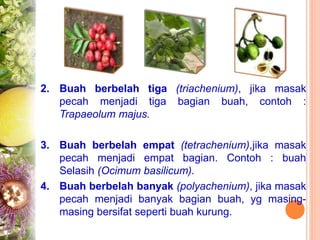 2. Buah berbelah tiga (triachenium), jika masak
pecah menjadi tiga bagian buah, contoh :
Trapaeolum majus.
3. Buah berbelah empat (tetrachenium),jika masak
pecah menjadi empat bagian. Contoh : buah
Selasih (Ocimum basilicum).
4. Buah berbelah banyak (polyachenium), jika masak
pecah menjadi banyak bagian buah, yg masing-
masing bersifat seperti buah kurung.
 