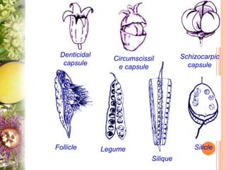 Schizocarpic
capsule
Denticidal
capsule
Circumscissil
e capsule
Follicle Legume
Silique
Silicle
 