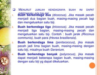  MENURUT JUMLAH KENDAGANYA BUAH INI DAPAT
DIBEDAKAN LAGI DALAM:
1. Buah berkendaga dua (dicoccus). Jika masak pecah
menjadi dua bagian buah, masing-masing pecah lagi
dan mengeluarkan satu biji.
2. Buah berkendaga tiga (tricoccus). Jika masak pecah
menjadi tiga bagian, masing-masing pecah dan
mengeluarkan satu biji. Contoh : buah jarak (Riccinus
communis), buah para (Hevea brasiliensis).
3. Buah berkendaga lima (pentacoccus), jika masak
pecah jadi lima bagian buah, masing-masing dengan
satu biji, misalnya buah Geranium.
4. Buah berkendaga banyak (polycocus), jika masak
dapat menjadi beberapa bagian buah, masing-masing
dengan satu biji yg dapat dikeluarkan.
 