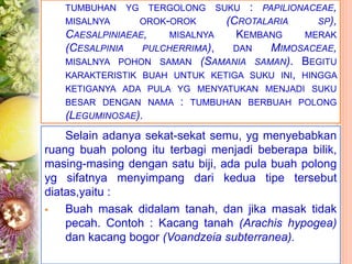 TUMBUHAN YG TERGOLONG SUKU : PAPILIONACEAE,
MISALNYA OROK-OROK (CROTALARIA SP),
CAESALPINIAEAE, MISALNYA KEMBANG MERAK
(CESALPINIA PULCHERRIMA), DAN MIMOSACEAE,
MISALNYA POHON SAMAN (SAMANIA SAMAN). BEGITU
KARAKTERISTIK BUAH UNTUK KETIGA SUKU INI, HINGGA
KETIGANYA ADA PULA YG MENYATUKAN MENJADI SUKU
BESAR DENGAN NAMA : TUMBUHAN BERBUAH POLONG
(LEGUMINOSAE).
Selain adanya sekat-sekat semu, yg menyebabkan
ruang buah polong itu terbagi menjadi beberapa bilik,
masing-masing dengan satu biji, ada pula buah polong
yg sifatnya menyimpang dari kedua tipe tersebut
diatas,yaitu :
 Buah masak didalam tanah, dan jika masak tidak
pecah. Contoh : Kacang tanah (Arachis hypogea)
dan kacang bogor (Voandzeia subterranea).
 