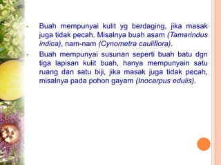  Buah mempunyai kulit yg berdaging, jika masak
juga tidak pecah. Misalnya buah asam (Tamarindus
indica), nam-nam (Cynometra cauliflora).
 Buah mempunyai susunan seperti buah batu dgn
tiga lapisan kulit buah, hanya mempunyain satu
ruang dan satu biji, jika masak juga tidak pecah,
misalnya pada pohon gayam (Inocarpus edulis).
 