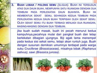 3. BUAH LOBAK / POLONG SEMU (SLIQUA). BUAH INI TERSUSUN
ATAS DUA DAUN BUAH, MEMPUNYAI SATU RUANGAN DENGAN DUA
TEMBUNI PADA PERLEKATAN DAUN BUAHNYA. BUAH INI
MEMBENTUK SEKAT SEMU, SEHINGGA KEDUA TEMBUNI PADA
PERLEKATAN KEDUA DAUN BUAH TERPISAH OLEH SEKAT SEMU.
OLEH SEKAT SEMU ITU BUAH TERBAGI MENJADI DUA RUANGAN,
MASING-MASING DENGAN DUA TEMBUNI.
jika buah sudah masak, buah ini pecah menurut kedua
kampuhnya,pecahnya mulai dari pangkal buah dan tetap
berlekatan dibagian ujungnya. Biji agak lama menempel
pada kedua sisi sekat semu, tetapi akan runtuh juga. Buah
dengan susunan demikian umumnya terdapat pada warga
suku Cruciferae (Brassicaceae), misalnya lobak (Raphanus
sativus), sawi (Brassica juncea).
 