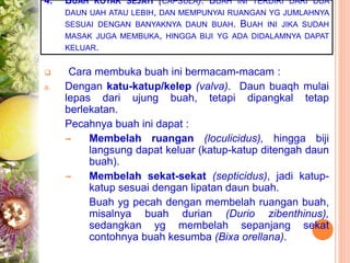4. BUAH KOTAK SEJATI (CAPSULA). BUAH INI TERDIRI DARI DUA
DAUN UAH ATAU LEBIH, DAN MEMPUNYAI RUANGAN YG JUMLAHNYA
SESUAI DENGAN BANYAKNYA DAUN BUAH. BUAH INI JIKA SUDAH
MASAK JUGA MEMBUKA, HINGGA BIJI YG ADA DIDALAMNYA DAPAT
KELUAR.
 Cara membuka buah ini bermacam-macam :
a. Dengan katu-katup/kelep (valva). Daun buaqh mulai
lepas dari ujung buah, tetapi dipangkal tetap
berlekatan.
Pecahnya buah ini dapat :
 Membelah ruangan (loculicidus), hingga biji
langsung dapat keluar (katup-katup ditengah daun
buah).
 Membelah sekat-sekat (septicidus), jadi katup-
katup sesuai dengan lipatan daun buah.
Buah yg pecah dengan membelah ruangan buah,
misalnya buah durian (Durio zibenthinus),
sedangkan yg membelah sepanjang sekat
contohnya buah kesumba (Bixa orellana).
 