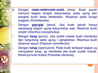 b. Dengan retak-retak/celah-celah (rima). Buah pecah
menurut bagian tengah katup-katup, pada ujung dan
pangkal buah tetap berlekatan. Misalnya pada bunga
anggrek (Orchidaceae).
c. Dengan gigi-gigi (dens). Jika buah pecah hanya
sepanjang bagian ujung katup-katup saja. Misalnya buah
anyelir (Dianthus caryophyllus).
d. Dengan liang (porus). Jika sudah masak buah membuka
dgn liang-liang pada ujung / pangkalnya. Misalnya buah
tanaman apyun (Papaver somniferum).
e. Dengan tutup (operculum). Pada buah terdapat bagian yg
merupakan tutup, yg membuka jika buah sudah masak.
Misalnya buah krokot (Portulata oleracea).
 