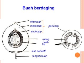 Buah berdaging
mesocarp
endocarp
eksocarp
ruang
buah
biji
tangkai buah
sisa perianth
pericarp
 