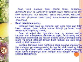 YANG KULIT BUAHNYA TIDAK BEGITU TEBAL, SERINGKALI
MEMPUNYAI SIFAT YG AGAK KAKU SEPERTI KULIT, TIDAK LUNAK, DAN
TIDAK BERDAGING, BIJI TERDAPAT BEBAS DIDALAMNYA, MISALNYA :
BUAH DUKU (LANSIUM DOMESTICUM), BUAH RAMBUTAN (NEPHELIUM
LAPPACEUM).
b. Buah mentimun (pepo).
Biasanya kulit buah yg dibagian luar lebih tebal dan lebih
kaku, ruangan buah selain berisai biji-biji yg besar masih
mempunyai bagian yg kosong.
Buah ini terjadi dari tiga daun buah yg tepinya melipat
kedalam dan merupakan sekat-sekat sejati, tetapi ujung daun-
daun buah itu melipat lagi kearah dinding buah, sehingga ruang-
ruang yg terjadi ditengah-tengah buah terbagi lagi oleh sekat-
sekat yg tidak sempurna.
Dengan demikian buah mentimun pada mulanya mempunyai
tiga ruangan, yg masing-masing terbagi lari oleh sekat yg tidak
sempurna.jika buah telah masak sekat-sekat lenyap sehingga
buah hanya mempunyai satu ruangan saja dengan rongga yg
kosong ditengahnya.
 