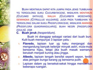 BUAH MENTIMUN DAPAT KITA JUMPAI PADA JENIS TUMBUHAN
YG TERGOLONG SUKU CUCURBITACEAE, MISALNYA MENTIMUN
(CUCUMIS SATIVUS), WALUH (CUCURBITA MOSCHATA),
SEMANGKA (CITRULLUS VULGARIS), JUGA PADA TUMBUHAN YG
TERGOLONG DALAM SUKU PASSIFLORACEAE, MISALNYA MARKISA
(PASSIFLORA QUADRANGULARIS), BUAH NEGRI (PASSIFLORA
EDULIS). DSB
C. Buah jeruk (hesperidium).
Buah ini dianggap sebagai variasi dari buah buni.
Kulit buah mempunyai 3 lapisan yaitu :
1. Flavedo, lapisan luar yg kaku menjangat dan
mengandung banyak kelenjar minyak astiri, mula-mula
berwarna hijau, tetapi jika buah masak warnanya
berubah menjadi kuning atau jingga.
2. Albedo, lapisan tengah bersifat seperti sepon, terdiri
atas jaringan bunga karang yg berwarna putih.
3. Lapisan dalam yg bersekat-sekat hingga membentuk
beberapa ruangan.
 