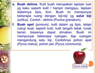 e. Buah delima. Kulit buah merupakan lapisan luar
yg kaku seperti kulit / hampir mengayu, lapisan
dalamnya tipis, licin. Buah ini mempunyai
beberapa ruang dengan biji-biji yg salut biji
(arillus). Contoh : delima (Punica granatum).
f. Buah apel (pomum), kulit dalam yg tipis, tetapi
cukup kuat, seperti kulit, kulit tangah tebal, lunak
berair, biasanya dapat dimakan. Buah ini
mempunyai beberapa ruangan, tiap ruangan
mengandung satu biji. Contohnya pohon apel
(Pyrus malus), pohon per (Pyrus communis).
Pyrus malus
 