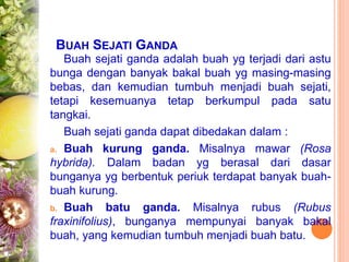 BUAH SEJATI GANDA
Buah sejati ganda adalah buah yg terjadi dari astu
bunga dengan banyak bakal buah yg masing-masing
bebas, dan kemudian tumbuh menjadi buah sejati,
tetapi kesemuanya tetap berkumpul pada satu
tangkai.
Buah sejati ganda dapat dibedakan dalam :
a. Buah kurung ganda. Misalnya mawar (Rosa
hybrida). Dalam badan yg berasal dari dasar
bunganya yg berbentuk periuk terdapat banyak buah-
buah kurung.
b. Buah batu ganda. Misalnya rubus (Rubus
fraxinifolius), bunganya mempunyai banyak bakal
buah, yang kemudian tumbuh menjadi buah batu.
 
