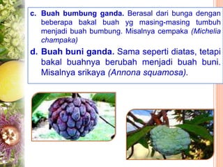 c. Buah bumbung ganda. Berasal dari bunga dengan
beberapa bakal buah yg masing-masing tumbuh
menjadi buah bumbung. Misalnya cempaka (Michelia
champaka)
d. Buah buni ganda. Sama seperti diatas, tetapi
bakal buahnya berubah menjadi buah buni.
Misalnya srikaya (Annona squamosa).
 
