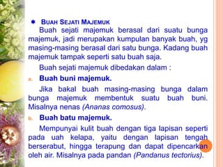  BUAH SEJATI MAJEMUK
Buah sejati majemuk berasal dari suatu bunga
majemuk, jadi merupakan kumpulan banyak buah, yg
masing-masing berasal dari satu bunga. Kadang buah
majemuk tampak seperti satu buah saja.
Buah sejati majemuk dibedakan dalam :
a. Buah buni majemuk.
Jika bakal buah masing-masing bunga dalam
bunga majemuk membentuk suatu buah buni.
Misalnya nenas (Ananas comosus).
b. Buah batu majemuk.
Mempunyai kulit buah dengan tiga lapisan seperti
pada uah kelapa, yaitu dengan lapisan tengah
berserabut, hingga terapung dan dapat dipencarkan
oleh air. Misalnya pada pandan (Pandanus tectorius).
 