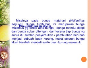 C. BUAH KURUNG MAJEMUK.
Misalnya pada bunga matahari (Helianthus
annuus). Bunga tumbuhan ini merupakan bunga
majemuk yg terdiri atas bunga –bunga mandul ditepi
dan bunga subur ditengah, dan karena tiap bunga yg
subur itu setelah penyerbukan / pembuahan berubah
menjadi sebuah buah kurung, maka seluruh bunga
akan berubah menjadi suatu buah kurung majemuk.
 