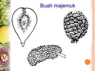 Buah majemuk
 