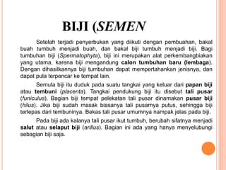 BIJI (SEMEN
Setelah terjadi penyerbukan yang diikuti dengan pembuahan, bakal
buah tumbuh menjadi buah, dan bakal biji tumbuh menjadi biji. Bagi
tumbuhan biji (Spermatophyta), biji ini merupakan alat perkembangbiakan
yang utama, karena biji mengandung calon tumbuhan baru (lembaga).
Dengan dihasilkannya biji tumbuhan dapat mempertahankan jenisnya, dan
dapat pula terpencar ke tempat lain.
Semula biji itu duduk pada suatu tangkai yang keluar dari papan biji
atau tembuni (placenta). Tangkai pendukung biji itu disebut tali pusar
(funiculus). Bagian biji tempat pelekatan tali pusar dinamakan pusar biji
(hilus). Jika biji sudah masak biasanya tali pusarnya putus, sehingga biji
terlepas dari tembuninya. Bekas tali pusar umumnya nampak jelas pada biji.
Pada biji ada kalanya tali pusar ikut tumbuh, berubah sifatnya menjadi
salut atau selaput biji (arillus). Bagian ini ada yang hanya menyelubungi
sebagian biji saja.
 