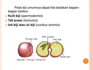 Pada biji umumnya dapat kita bedakan bagian-
bagian berikut :
 Kulit biji (spermodermis)
 Tali pusar (funiculus)
 Inti biji atau isi biji (nucleus seminis)
 