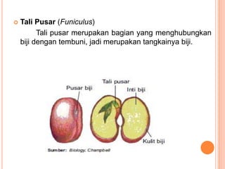 Tali Pusar (Funiculus)
Tali pusar merupakan bagian yang menghubungkan
biji dengan tembuni, jadi merupakan tangkainya biji.
 