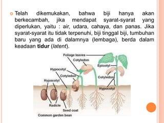  Telah dikemukakan, bahwa biji hanya akan
berkecambah, jika mendapat syarat-syarat yang
diperlukan, yaitu : air, udara, cahaya, dan panas. Jika
syarat-syarat itu tidak terpenuhi, biji tinggal biji, tumbuhan
baru yang ada di dalamnya (lembaga), berda dalam
keadaan tidur (latent).
 