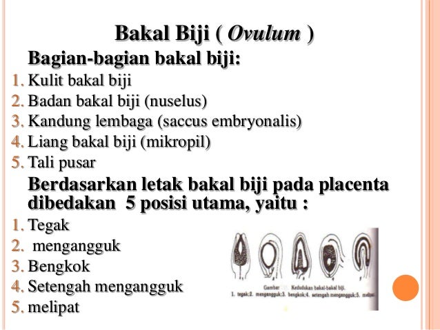 Morfologi Bunga Biji Buah