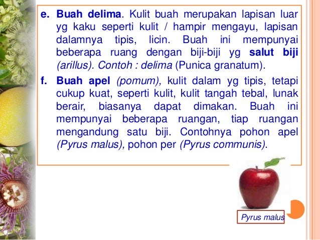 9000+ Gambar Buah Apel Satu Biji HD Gratis 9000+ Gambar Buah Apel Satu Biji HD Gratis