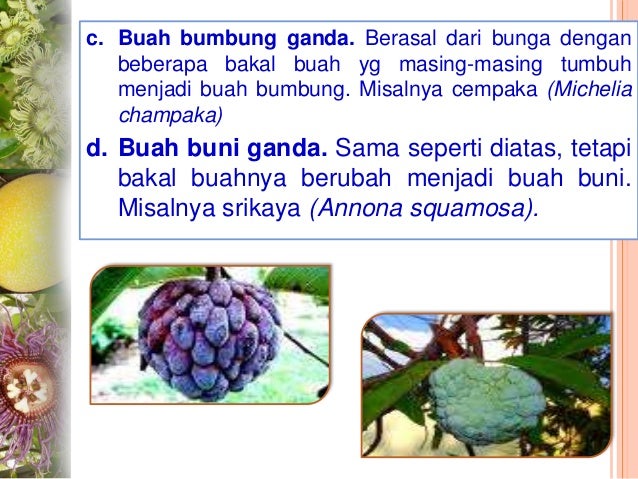 Morfologi bunga, biji, buah