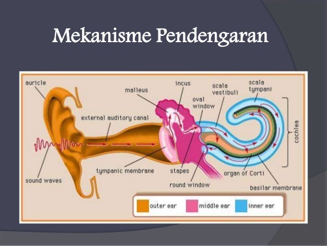 Indera Pendengaran