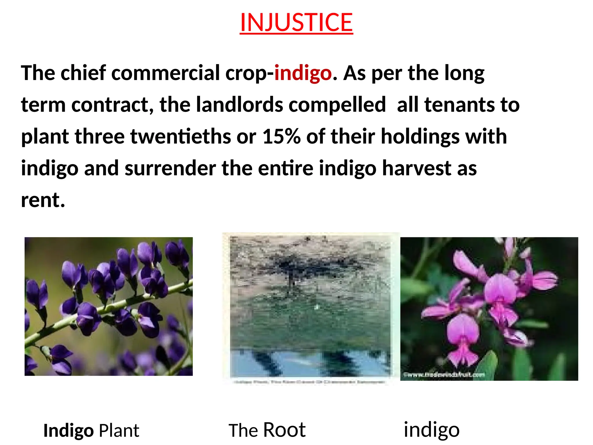 INJUSTICE
The chief commercial crop-indigo. As per the long
term contract, the landlords compelled all tenants to
plant three twentieths or 15% of their holdings with
indigo and surrender the entire indigo harvest as
rent.
Indigo Plant The Root indigo
 