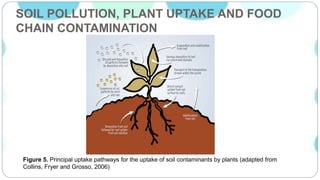 SOIL POLLUTION, PLANT UPTAKE AND FOOD
CHAIN CONTAMINATION
Figure 5. Principal uptake pathways for the uptake of soil contaminants by plants (adapted from
Collins, Fryer and Grosso, 2006)
 