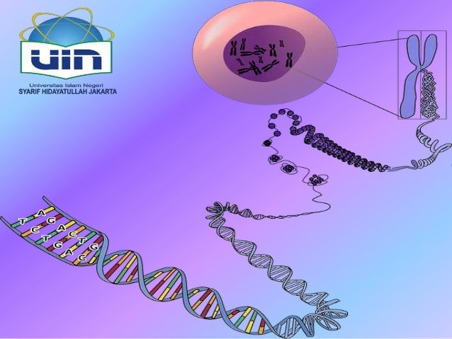 Ppt Interaktif Hukum Mendel