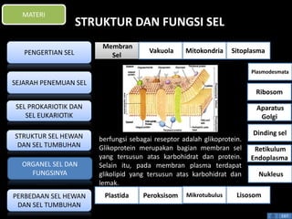 STRUKTUR DAN FUNGSI SEL 
berfungsi sebagai reseptor adalah glikoprotein. 
Glikoprotein merupakan bagian membran sel 
yang tersusun atas karbohidrat dan protein. 
Selain itu, pada membran plasma terdapat 
glikolipid yang tersusun atas karbohidrat dan 
lemak. 
Plasmodesmata 
Ribosom 
Aparatus 
Golgi 
Dinding sel 
Retikulum 
Endoplasma 
EXIT 
MATERI 
PENGERTIAN SEL 
SEJARAH PENEMUAN SEL 
SEL PROKARIOTIK DAN 
SEL EUKARIOTIK 
STRUKTUR SEL HEWAN 
DAN SEL TUMBUHAN 
ORGANEL SEL DAN 
FUNGSINYA 
PERBEDAAN SEL HEWAN 
DAN SEL TUMBUHAN 
Membran 
Sel 
Vakuola Mitokondria Sitoplasma 
Nukleus 
Plastida Peroksisom Mikrotubulus Lisosom 
 