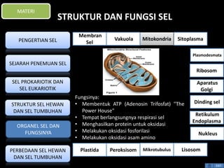 STRUKTUR DAN FUNGSI SEL 
Fungsinya: 
• Membentuk ATP (Adenosin Trifosfat) "The 
Power House" 
• Tempat berlangsungnya respirasi sel 
• Menghasilkan protein untuk oksidasi 
• Melakukan oksidasi fosforilasi 
• Melakukan oksidasi asam amino 
Plasmodesmata 
Ribosom 
Aparatus 
Golgi 
Dinding sel 
Retikulum 
Endoplasma 
EXIT 
MATERI 
PENGERTIAN SEL 
SEJARAH PENEMUAN SEL 
SEL PROKARIOTIK DAN 
SEL EUKARIOTIK 
STRUKTUR SEL HEWAN 
DAN SEL TUMBUHAN 
ORGANEL SEL DAN 
FUNGSINYA 
PERBEDAAN SEL HEWAN 
DAN SEL TUMBUHAN 
Membran 
Sel 
Vakuola Mitokondria Sitoplasma 
Nukleus 
Plastida Peroksisom Mikrotubulus Lisosom 
 