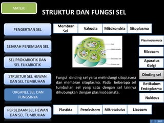STRUKTUR DAN FUNGSI SEL 
Fungsi dinding sel yaitu melindungi sitoplasma 
dan membran sitoplasma. Pada beberapa sel 
tumbuhan sel yang satu dengan sel lainnya 
dihubungkan dengan plasmodesmata. 
Plasmodesmata 
Ribosom 
Aparatus 
Golgi 
Dinding sel 
Retikulum 
Endoplasma 
EXIT 
MATERI 
PENGERTIAN SEL 
SEJARAH PENEMUAN SEL 
SEL PROKARIOTIK DAN 
SEL EUKARIOTIK 
STRUKTUR SEL HEWAN 
DAN SEL TUMBUHAN 
ORGANEL SEL DAN 
FUNGSINYA 
PERBEDAAN SEL HEWAN 
DAN SEL TUMBUHAN 
Membran 
Sel 
Vakuola Mitokondria Sitoplasma 
Nukleus 
Plastida Peroksisom Mikrotubulus Lisosom 
 