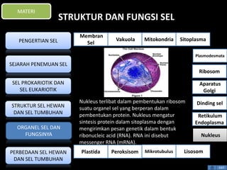 STRUKTUR DAN FUNGSI SEL 
Nukleus terlibat dalam pembentukan ribosom 
suatu organel sel yang berperan dalam 
pembentukan protein. Nukleus mengatur 
sintesis protein dalam sitoplasma dengan 
mengirimkan pesan genetik dalam bentuk 
ribonucleic acid (RNA). RNA ini disebut 
messenger RNA (mRNA). 
Plasmodesmata 
Ribosom 
Aparatus 
Golgi 
Dinding sel 
Retikulum 
Endoplasma 
EXIT 
MATERI 
PENGERTIAN SEL 
SEJARAH PENEMUAN SEL 
SEL PROKARIOTIK DAN 
SEL EUKARIOTIK 
STRUKTUR SEL HEWAN 
DAN SEL TUMBUHAN 
ORGANEL SEL DAN 
FUNGSINYA 
PERBEDAAN SEL HEWAN 
DAN SEL TUMBUHAN 
Membran 
Sel 
Vakuola Mitokondria Sitoplasma 
Nukleus 
Plastida Peroksisom Mikrotubulus Lisosom 
 