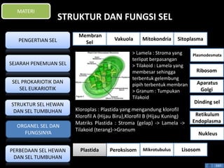 STRUKTUR DAN FUNGSI SEL 
> Lamela : Stroma yang 
terlipat berpasangan 
> Tilakoid : Lamela yang 
membesar sehingga 
terbentuk gelembung 
pipih terbentuk membran 
> Granum : Tumpukan 
Tilakoid 
Kloroplas : Plastida yang mengandung klorofil 
Klorofil A (Hijau Biru),Klorofil B (Hijau Kuning) 
Matriks Plastida : Stroma (gelap) -> Lamela -> 
Tilakoid (terang)->Granum 
Plasmodesmata 
Ribosom 
Aparatus 
Golgi 
Dinding sel 
Retikulum 
Endoplasma 
EXIT 
MATERI 
PENGERTIAN SEL 
SEJARAH PENEMUAN SEL 
SEL PROKARIOTIK DAN 
SEL EUKARIOTIK 
STRUKTUR SEL HEWAN 
DAN SEL TUMBUHAN 
ORGANEL SEL DAN 
FUNGSINYA 
PERBEDAAN SEL HEWAN 
DAN SEL TUMBUHAN 
Membran 
Sel 
Vakuola Mitokondria Sitoplasma 
Nukleus 
Plastida Peroksisom Mikrotubulus Lisosom 
 