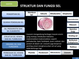 STRUKTUR DAN FUNGSI SEL 
Lisosom mengandung berbagai macam enzim 
yang mampu melakukan hidrolisis 
makromolekul-makromolekul, seperti 
polisakarida, lipid, fosfolipid, asam nukleat, dan 
protein di dalam sel. Lisosom juga berperan 
penting untuk menghancurkan sel-sel yang 
tidak berfungsi lagi. 
Plasmodesmata 
Ribosom 
Aparatus 
Golgi 
Dinding sel 
Retikulum 
Endoplasma 
EXIT 
MATERI 
PENGERTIAN SEL 
SEJARAH PENEMUAN SEL 
SEL PROKARIOTIK DAN 
SEL EUKARIOTIK 
STRUKTUR SEL HEWAN 
DAN SEL TUMBUHAN 
ORGANEL SEL DAN 
FUNGSINYA 
PERBEDAAN SEL HEWAN 
DAN SEL TUMBUHAN 
Membran 
Sel 
Vakuola Mitokondria Sitoplasma 
Nukleus 
Plastida Peroksisom Mikrotubulus Lisosom 
 