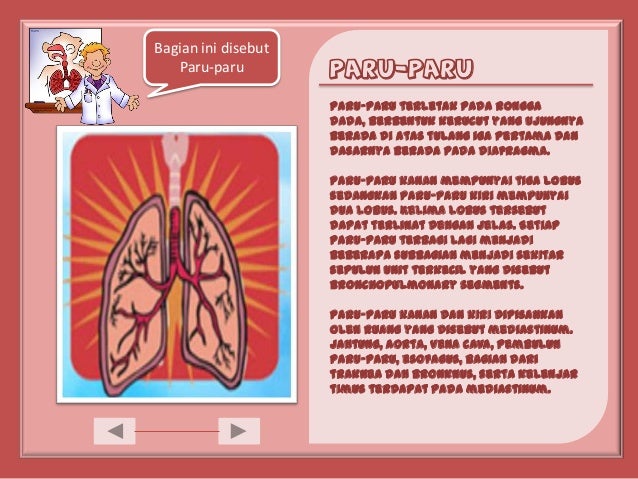 Ppt Sistem Pernapasan Pada Manusia Kelas 5 Sd Kita