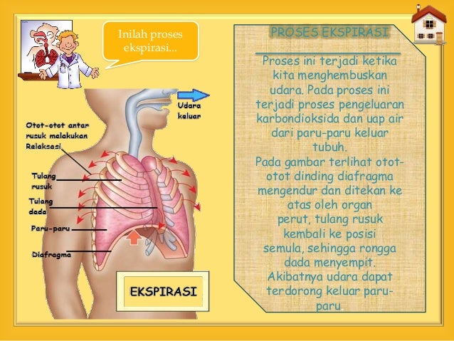 Ppt Interaktif Sistem Pernapasan Manusia
