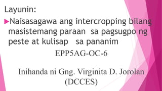 Layunin:
Naisasagawa ang intercropping bilang
masistemang paraan sa pagsugpo ng
peste at kulisap sa pananim
EPP5AG-OC-6
Inihanda ni Gng. Virginita D. Jorolan
(DCCES)
 