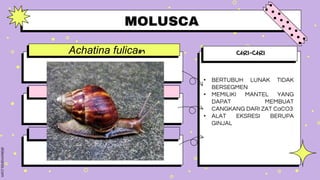CIRI-CIRI
• BERTUBUH LUNAK TIDAK
BERSEGMEN
• MEMILIKI MANTEL YANG
DAPAT MEMBUAT
CANGKANG DARI ZAT CaCO3
• ALAT EKSRESI BERUPA
GINJAL
Achatina fulica#1
evidence #2
evidence #3
.
Type something here.
Type something here.
MOLUSCA
 