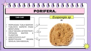 Euspongia sp
#1
effect #2
effect #3
CIRI-CIRI
• PERMUKAAN TUBUH BERPORI
• TUBUHNYA ASIMETRI (TIDAK
BERATURAN)
• HIDUP SECARA HETEROTROP (
MEMAKAN BAKTERI &
PLANKTON)
• HABITATNYA DI LAUT
• BEREPTODUKSI SECARA
SEKSUAL DAN ASEKSUAL
Type something here.
Type something here.
PORIFERA.
 