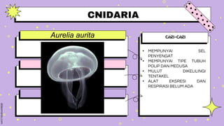 CIRI-CIRI
• MEMPUNYAI SEL
PENYENGAT
• MEMPUNYAI TIPE TUBUH
POLIP DAN MEDUSA
• MULUT DIKELILINGI
TENTAKEL
• ALAT EKSRESI DAN
RESPIRASI BELUM ADA
Aurelia aurita
#1
evidence #2
evidence #3
.
Type something here.
Type something here.
CNIDARIA
 