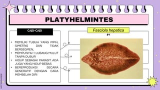 Fasciola hepatica
#1
effect #2
effect #3
CIRI-CIRI
• MEMILIKI TUBUH YANG PIPIH,
SIMETRIS DAN TIDAK
BERSEGMEN,
• MEMPUNYAI 1 LUBANG MULUT
TANPA DUBUR
• HIDUP SEBAGAI PARASIT ADA
JUGA YANG HIDUP BEBAS
• BEREPRODUKSI SECARA
GENERATIF DENGAN CARA
MEMBELAH DIRI
Type something here.
Type something here.
PLATYHELMINTES
 