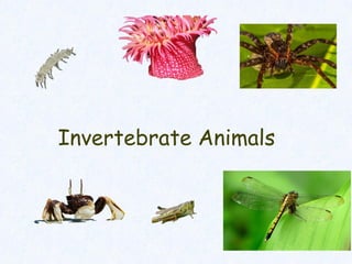 INVERTEBRATE ANIMALS