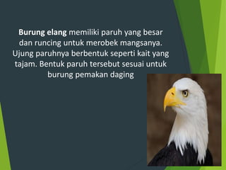 Bentuk paruh elang yang runcing dan kuat berguna untuk