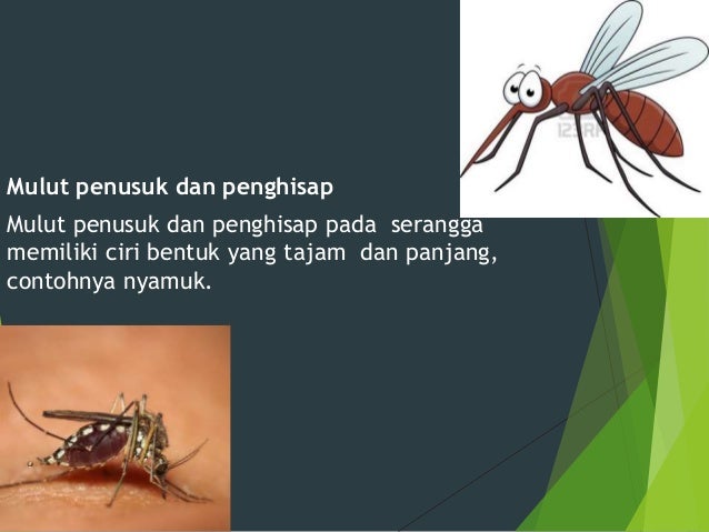 PPT BENTUK LUAR TUBUH HEWAN DAN TUMBUHAN PPT BENTUK LUAR TUBUH HEWAN DAN TUMBUHAN