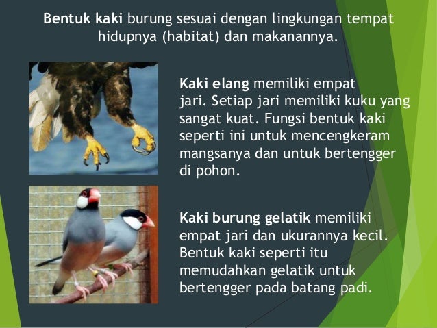 PPT BENTUK LUAR TUBUH  HEWAN  DAN TUMBUHAN