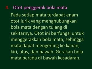 4. Otot penggerak bola mata
  Pada setiap mata terdapat enam
  otot lurik yang menghubungkan
  bola mata dengan tulang di
  sekitarnya. Otot ini berfungsi untuk
  menggerakkan bola mata, sehingga
  mata dapat mengerling ke kanan,
  kiri, atas, dan bawah. Gerakan bola
  mata berada di bawah kesadaran.
 