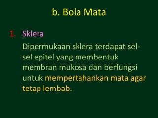 b. Bola Mata

1. Sklera
   Dipermukaan sklera terdapat sel-
   sel epitel yang membentuk
   membran mukosa dan berfungsi
   untuk mempertahankan mata agar
   tetap lembab.
 